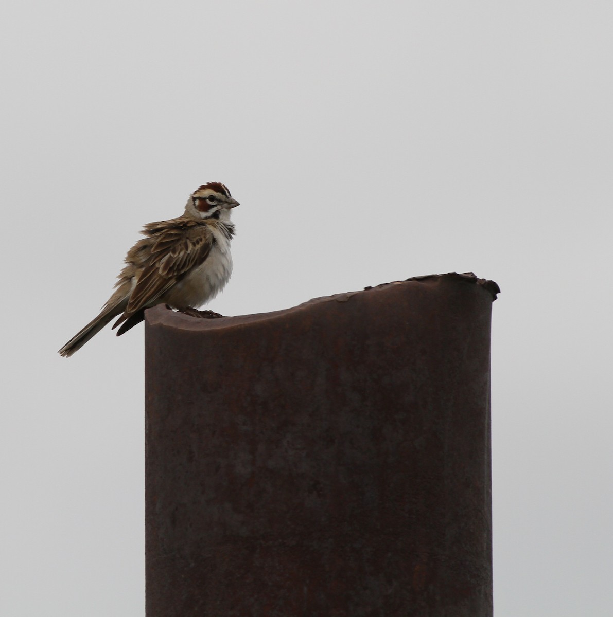 Lark Sparrow - ML637880781