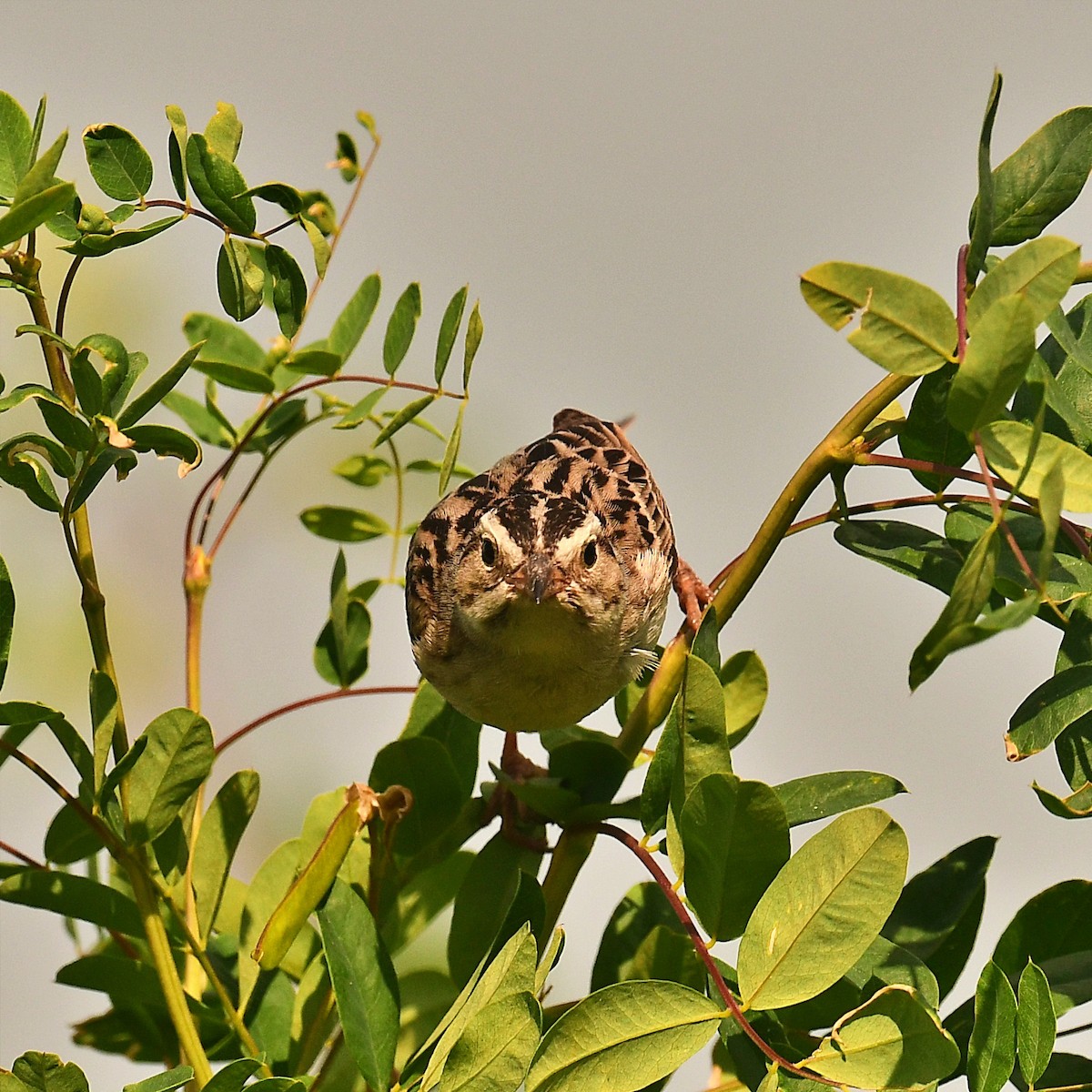 Clay-colored Sparrow - ML637880782