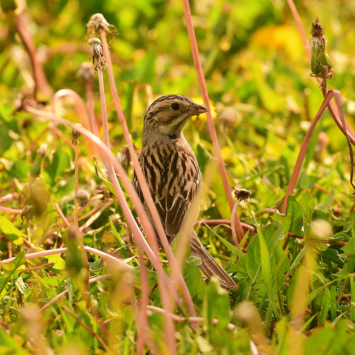 Clay-colored Sparrow - ML637880783