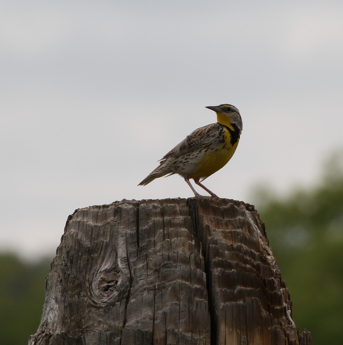 Western Meadowlark - ML637880785