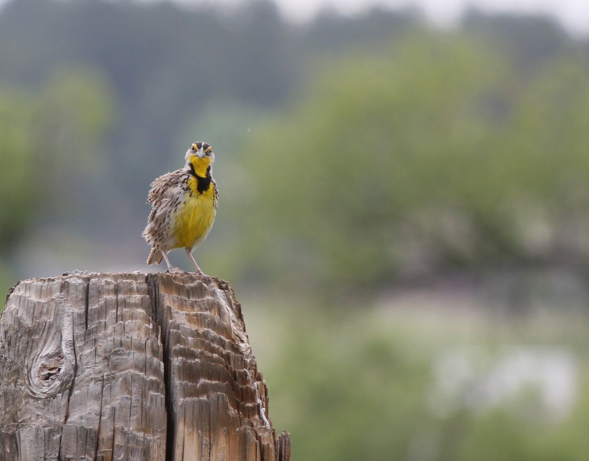 Western Meadowlark - ML637880786