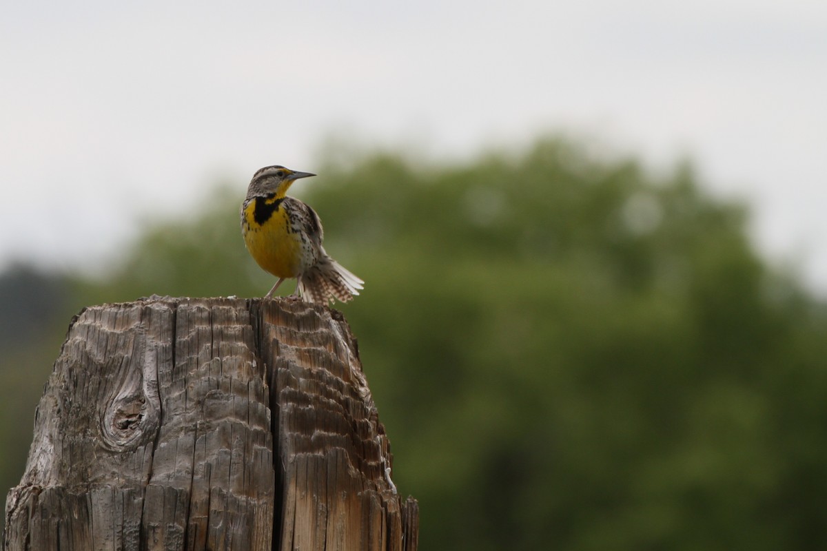 Western Meadowlark - ML637880787
