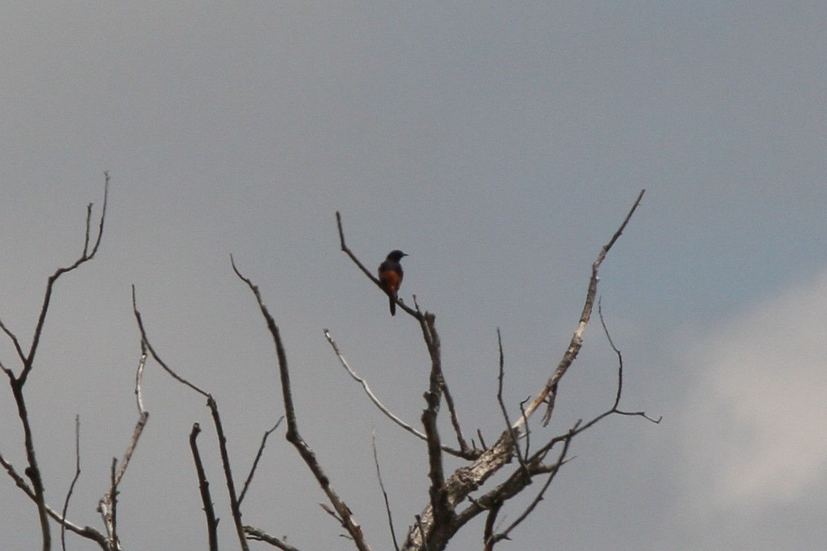 Orchard Oriole - ML637880798