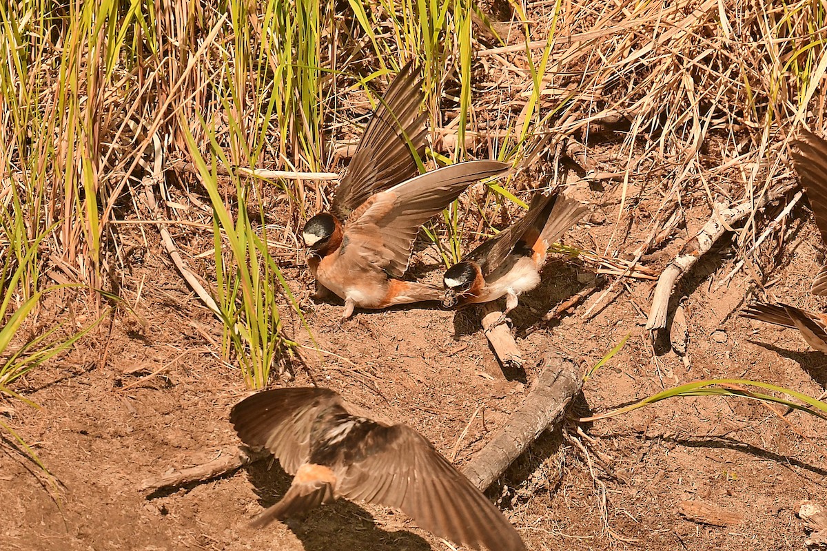 Cliff Swallow - ML637880811