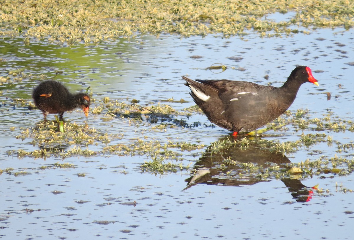 Common Gallinule - ML637880823
