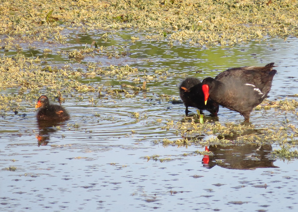 Common Gallinule - ML637880824