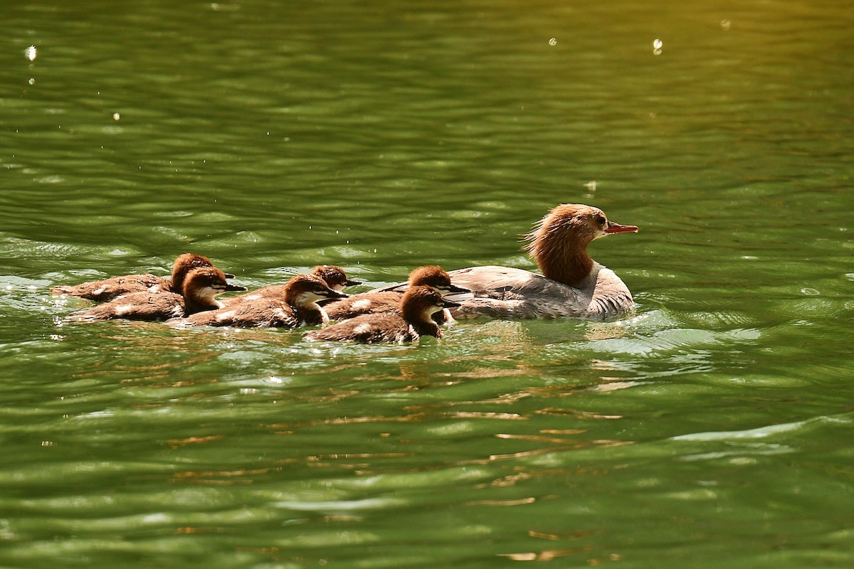 Common Merganser - ML637880831