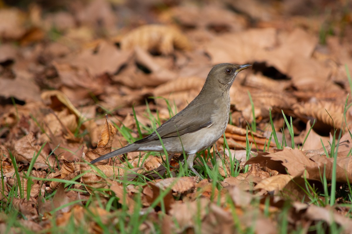 Creamy-bellied Thrush - ML637880866