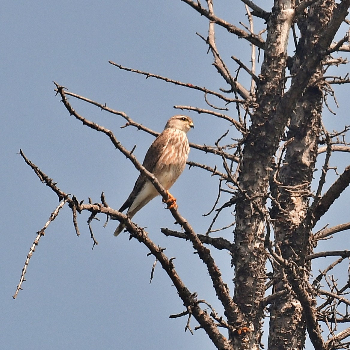 Merlin - ML637880872