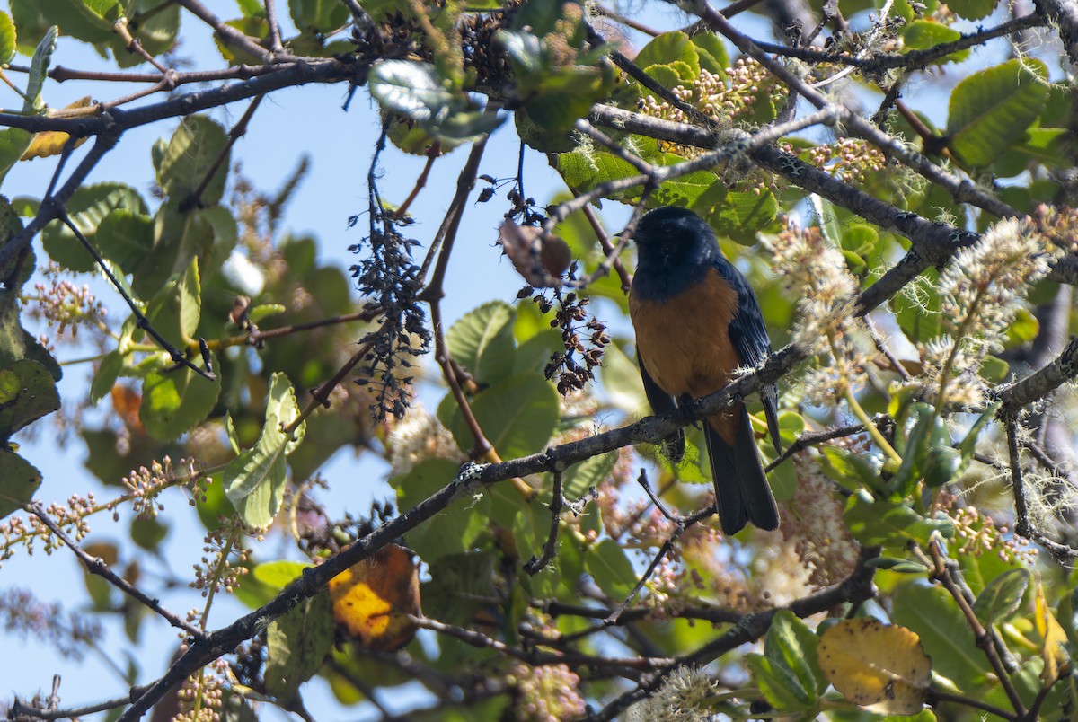 Blue-backed Conebill - ML637880874