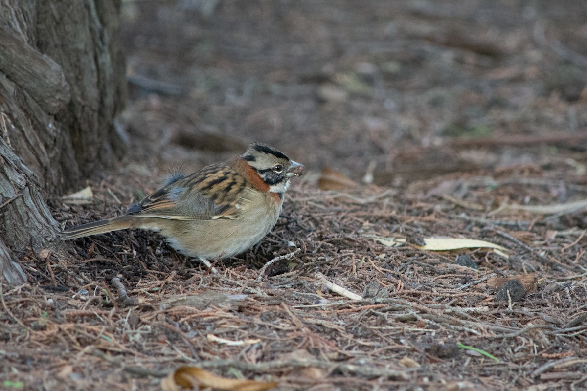 Rufous-collared Sparrow - ML637880888
