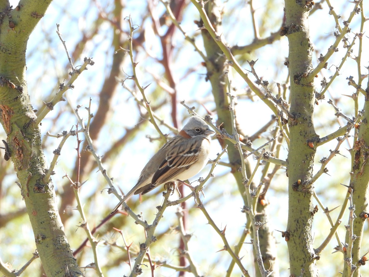 Rufous-collared Sparrow (Patagonian) - ML637880908