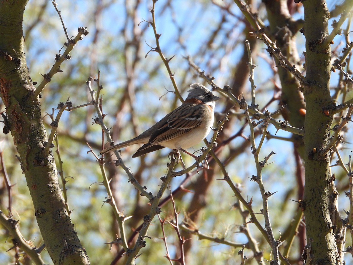Rufous-collared Sparrow (Patagonian) - ML637880909