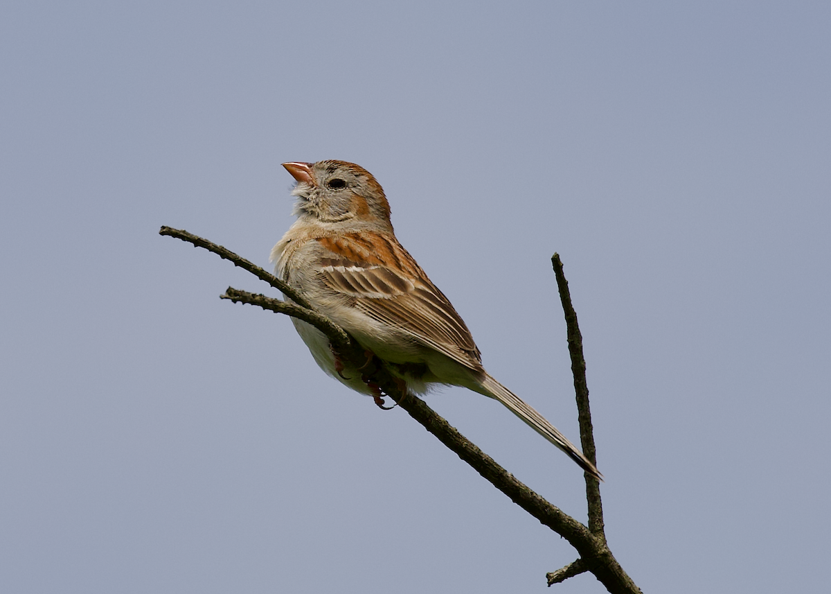 Field Sparrow - ML637880933