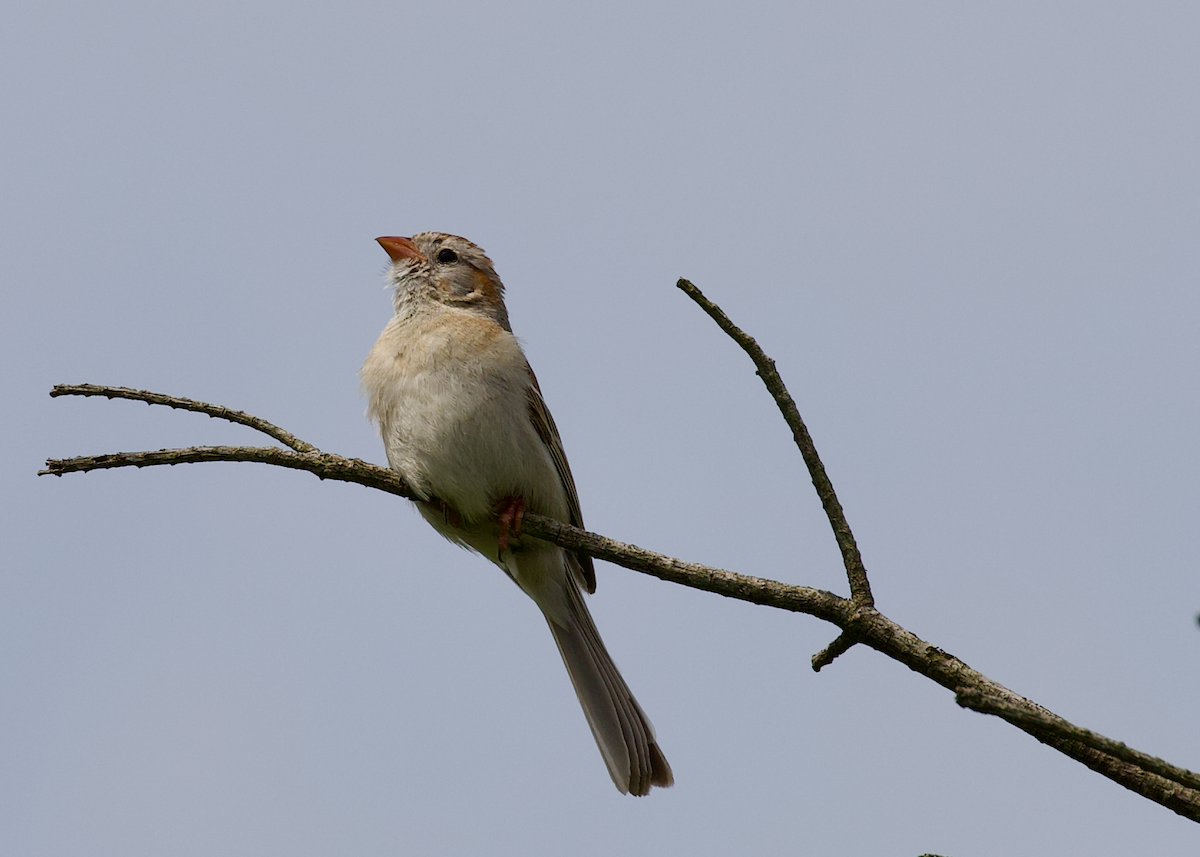 Field Sparrow - ML637880942