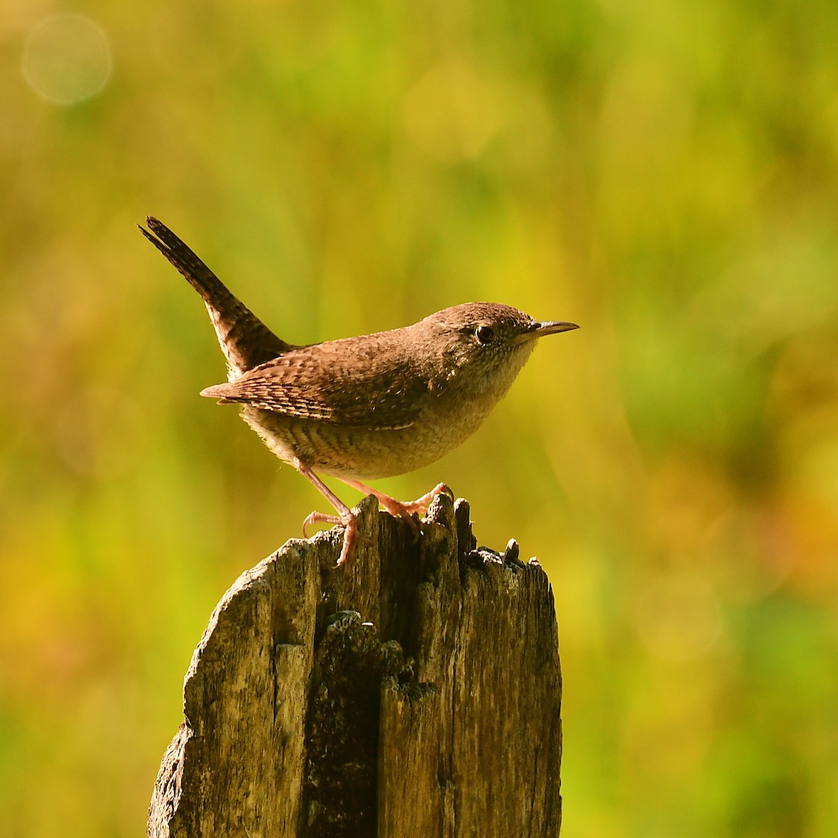 Northern House Wren - ML637880943