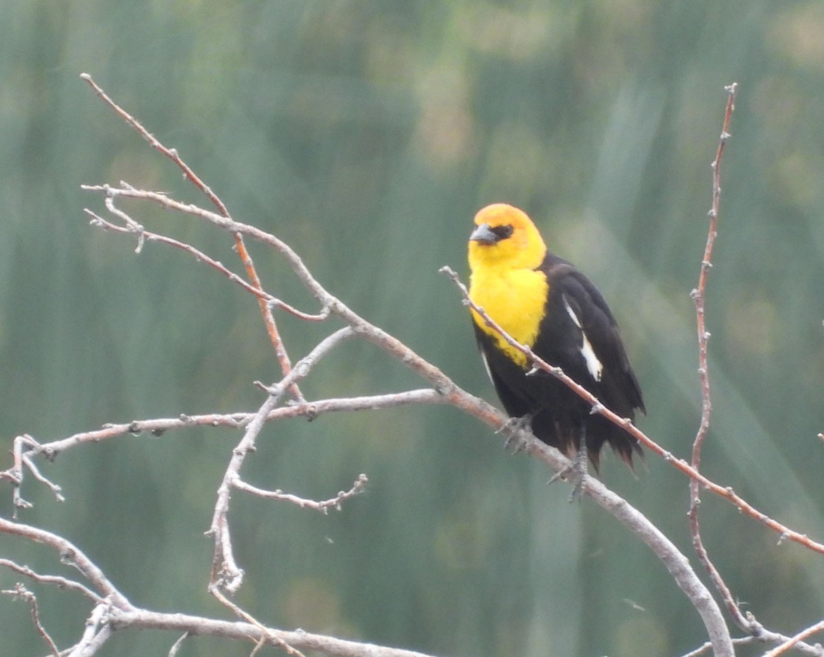 Yellow-headed Blackbird - ML637880954