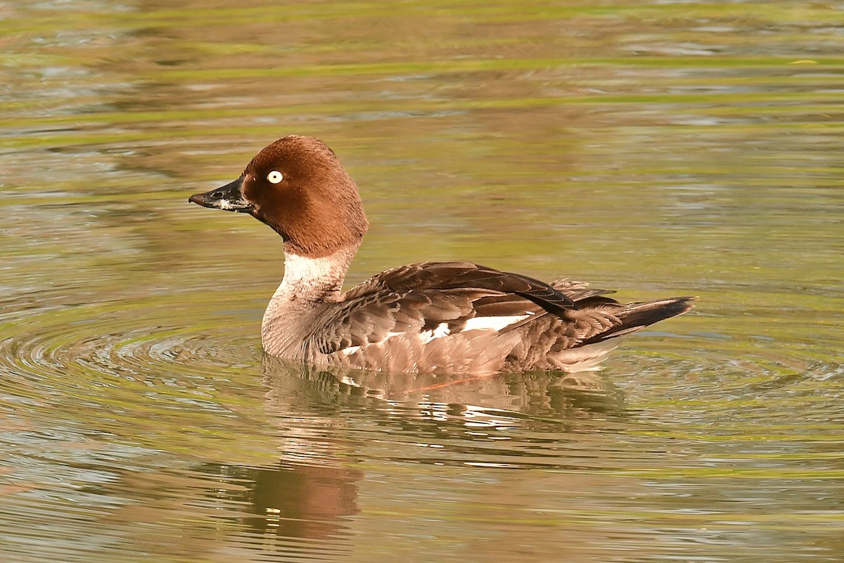Common Goldeneye - ML637880955