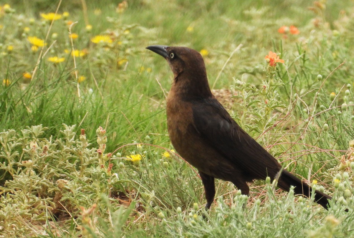 Great-tailed Grackle - ML637880960