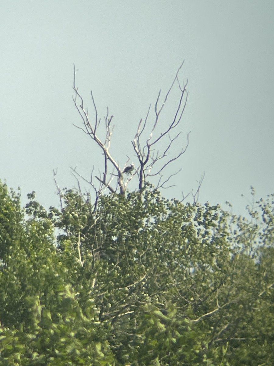 luněc americký - ML637880961