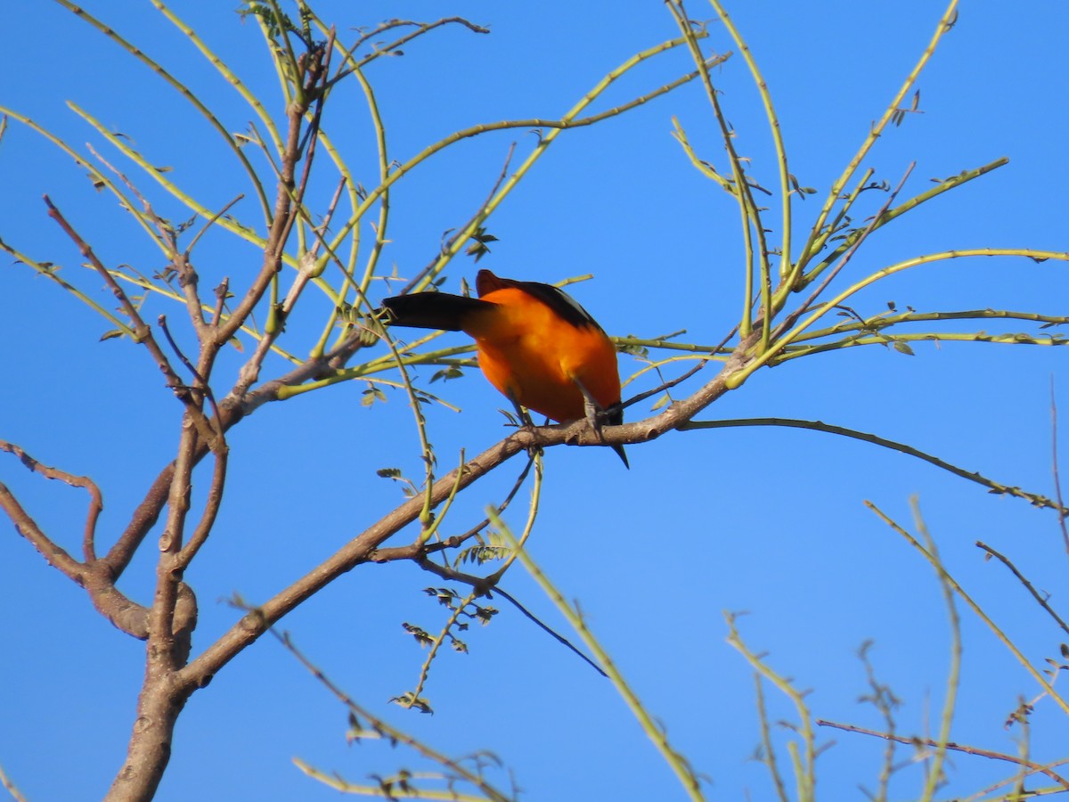 Orange-backed Troupial - ML637880967