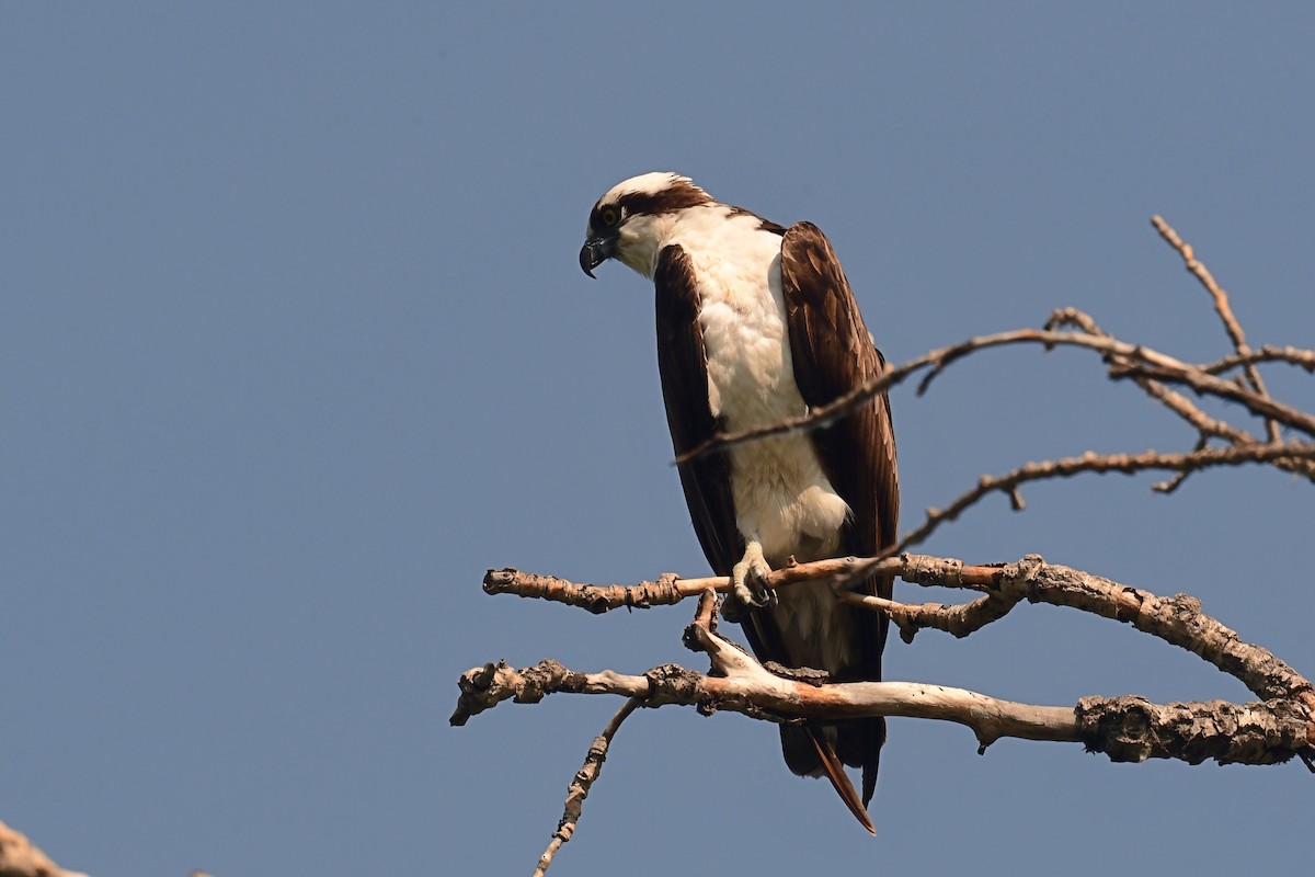 Osprey - ML637880982