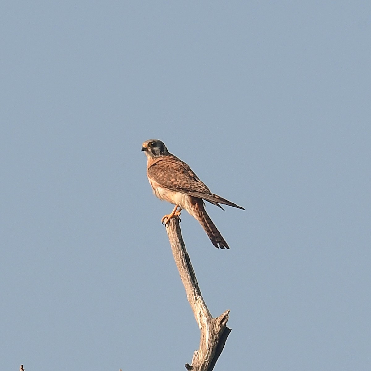 American Kestrel - ML637880986