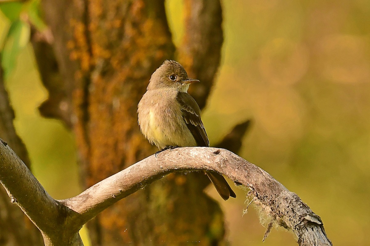 Western Wood-Pewee - ML637881001