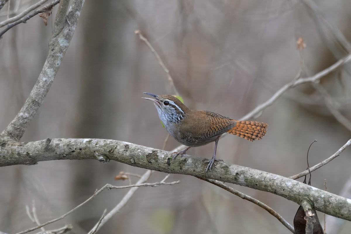 Sinaloa Wren - ML637881010