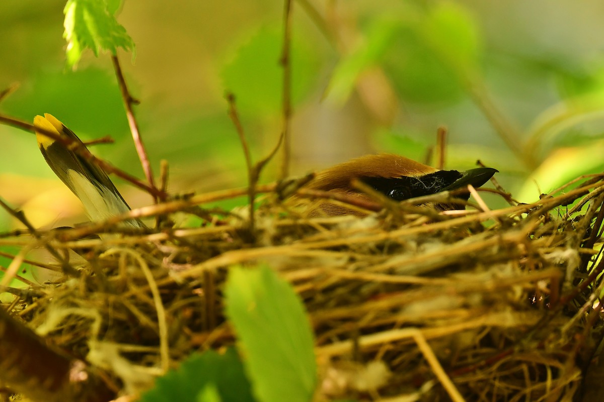 Cedar Waxwing - ML637881015