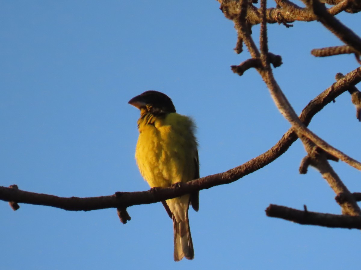 Black-backed Grosbeak - ML637881051