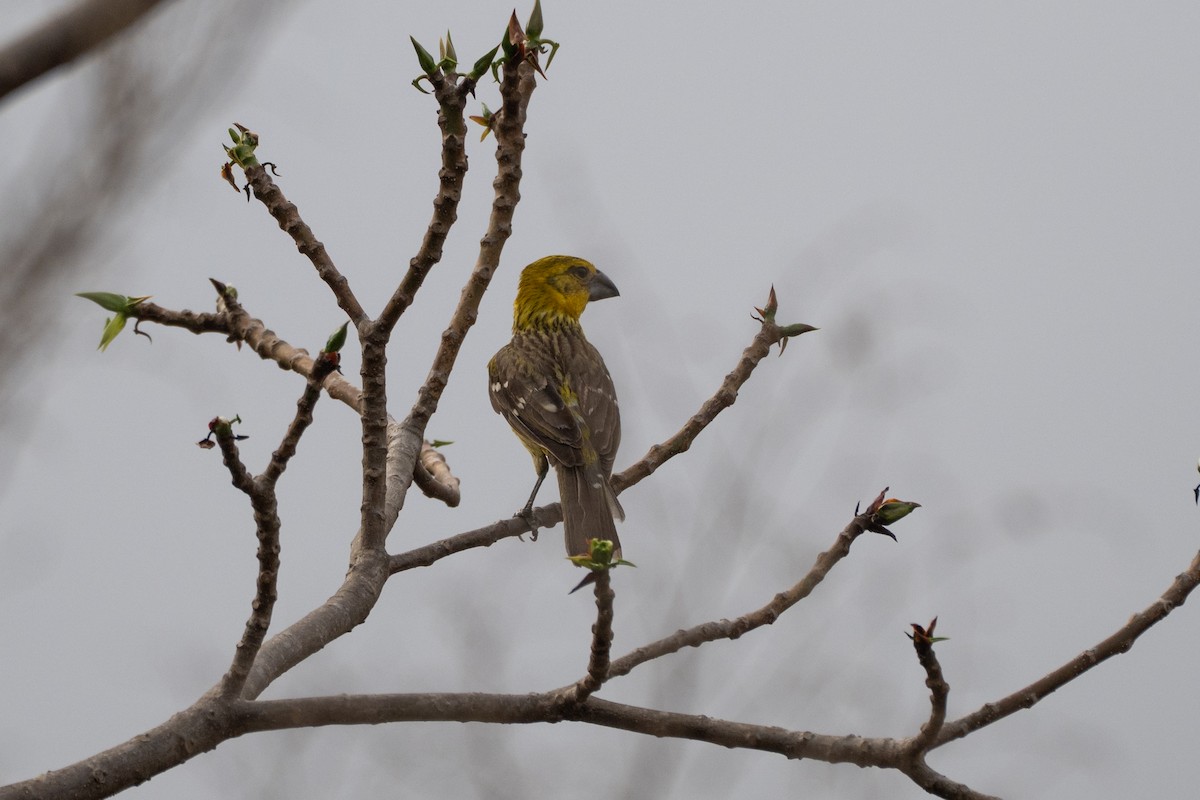 Yellow Grosbeak (Northern) - ML637881052