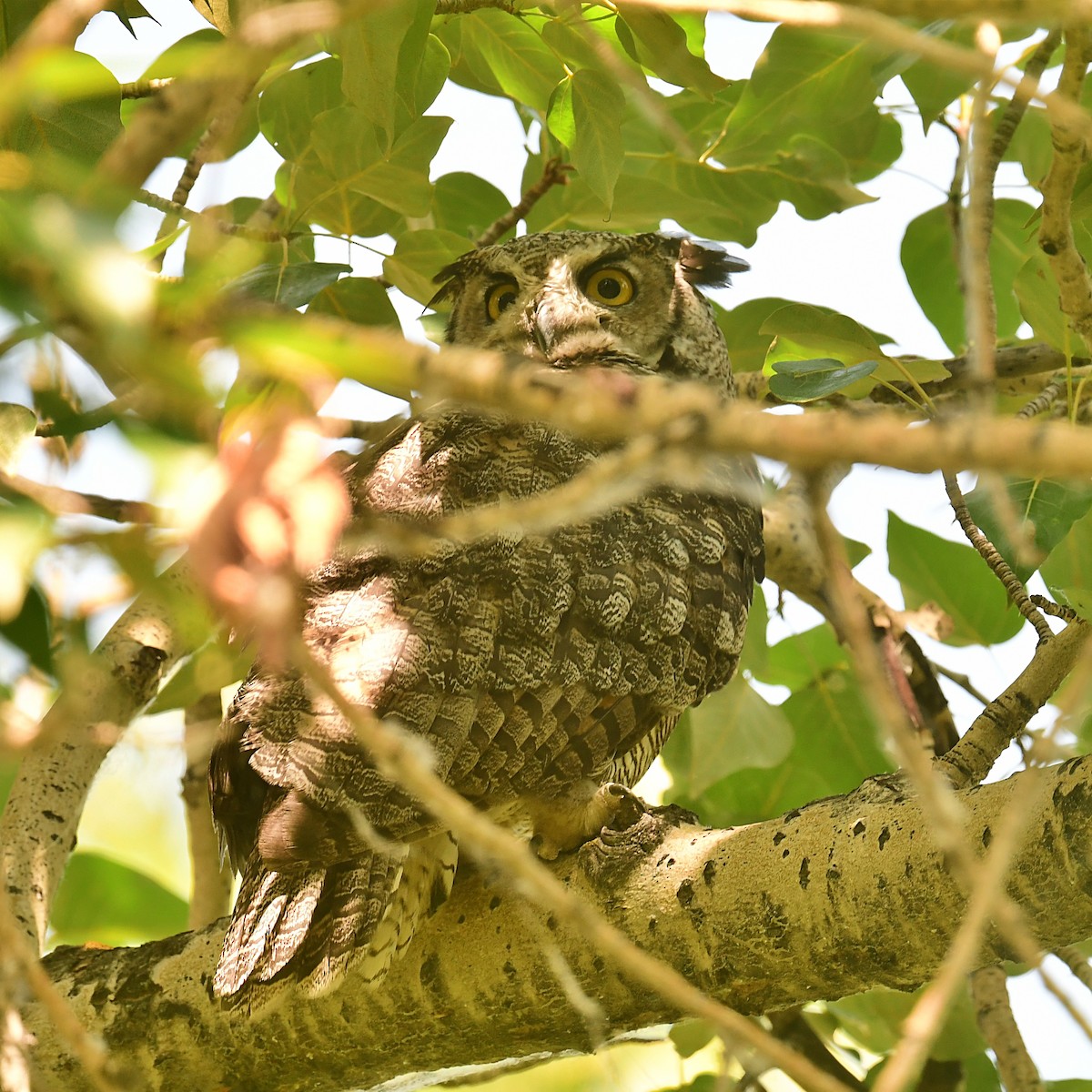 Great Horned Owl - ML637881054