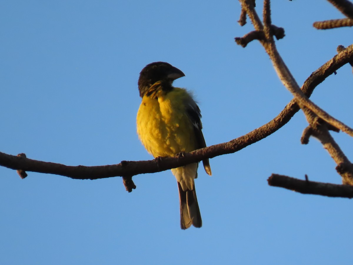 Black-backed Grosbeak - ML637881055