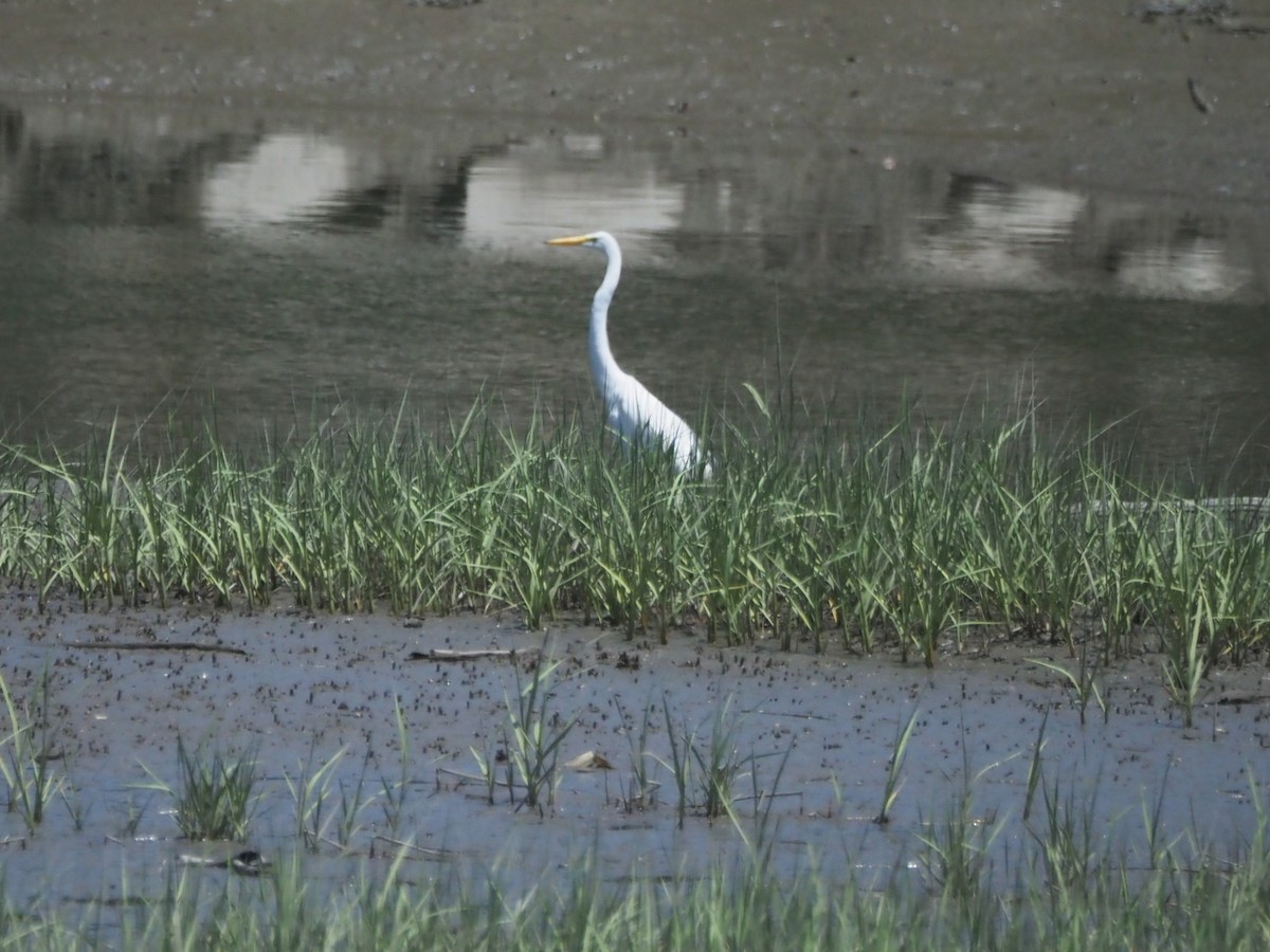 Great Egret - ML637881074