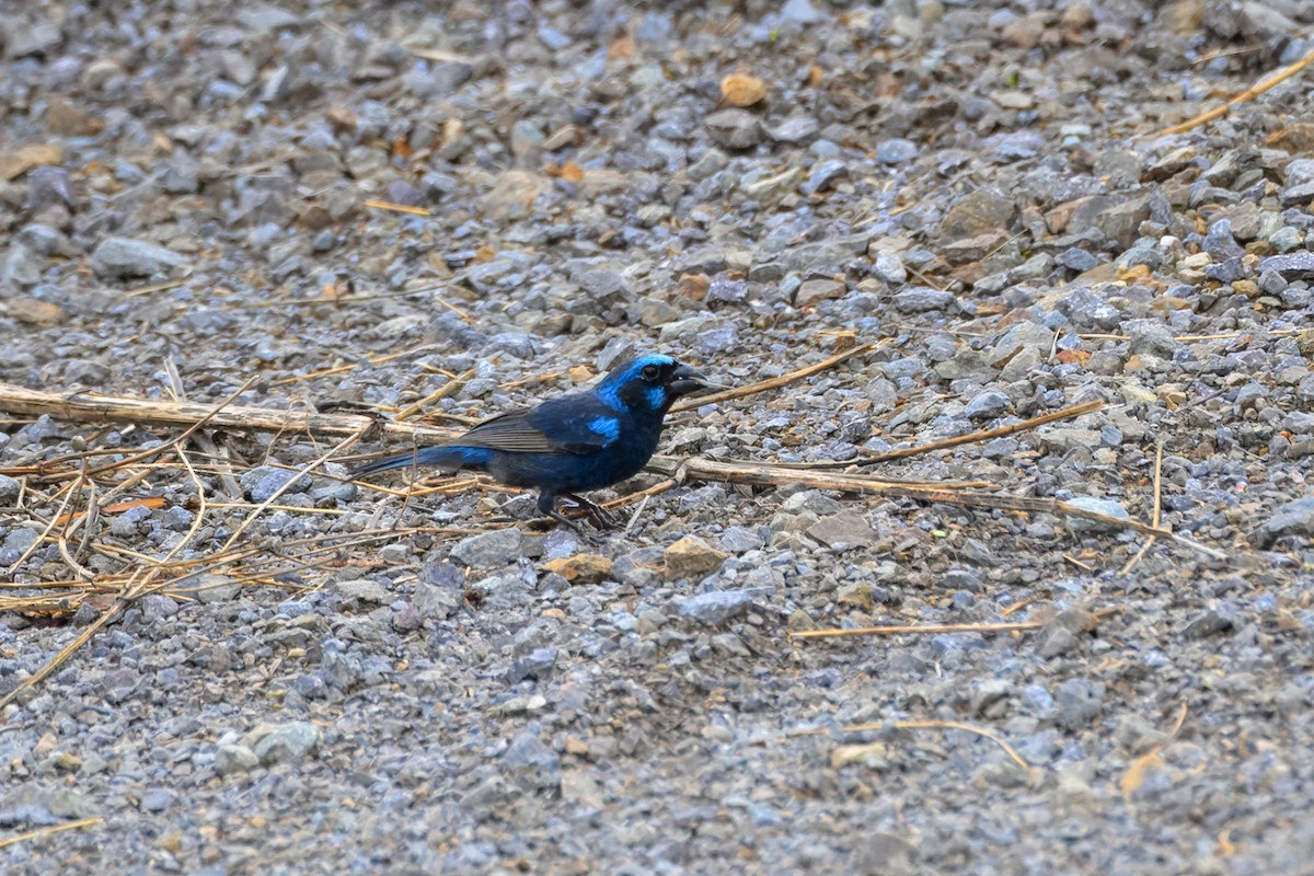Blue Bunting (West Mexico) - ML637881088