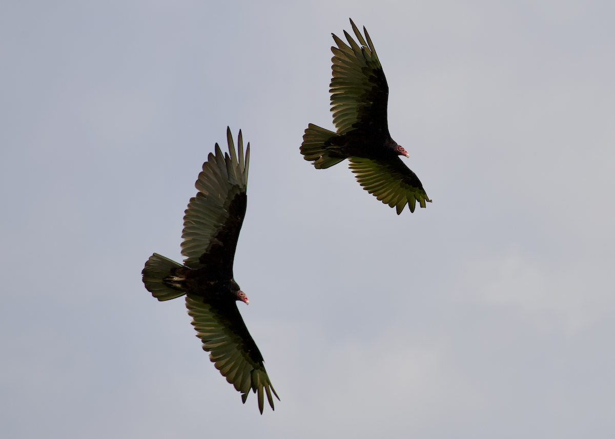 Turkey Vulture - ML637881092