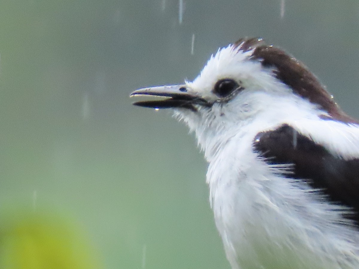 Pied Water-Tyrant - ML637881248