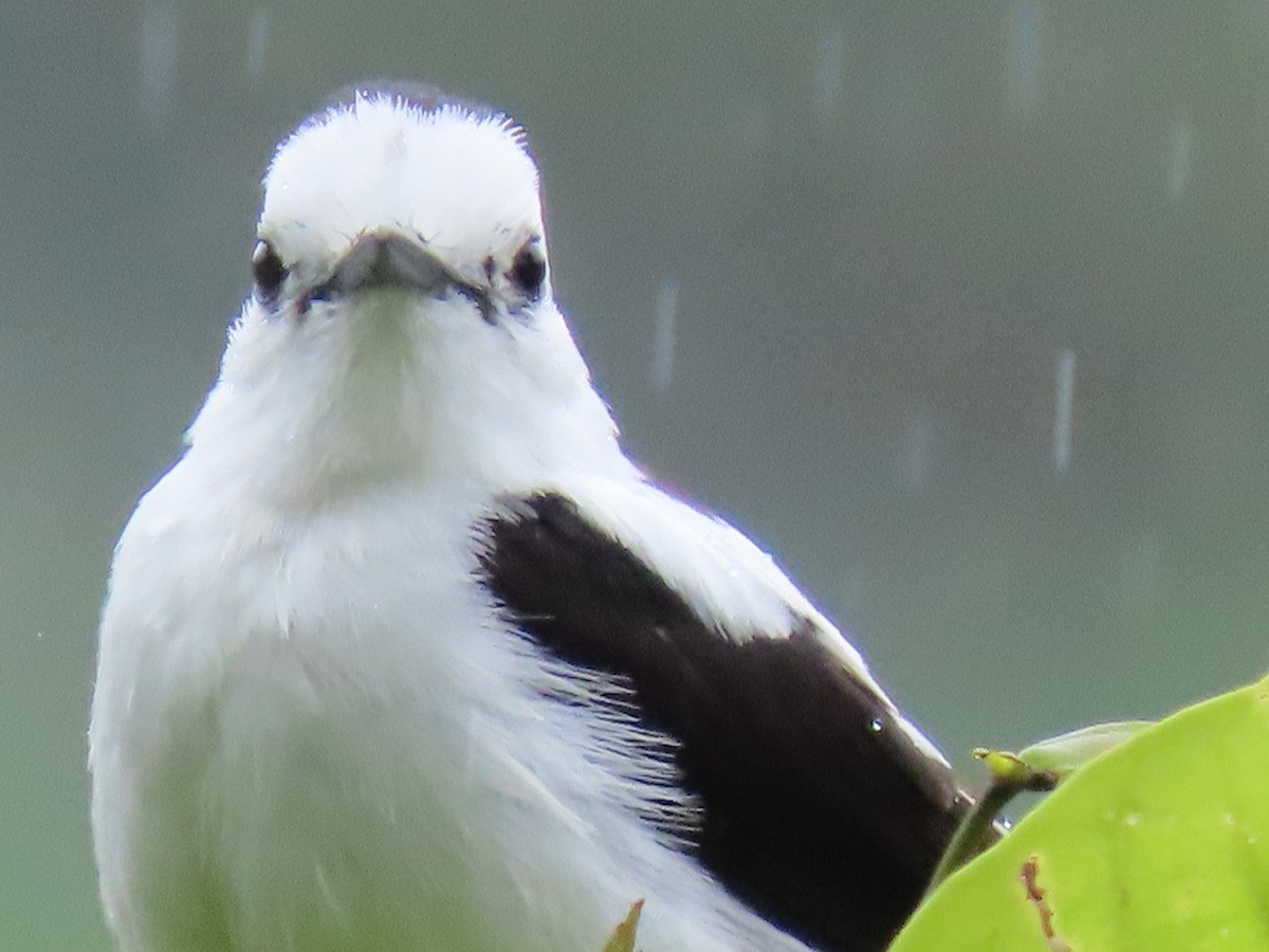 Pied Water-Tyrant - ML637881250