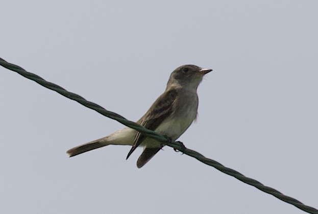 Willow Flycatcher - ML637881263