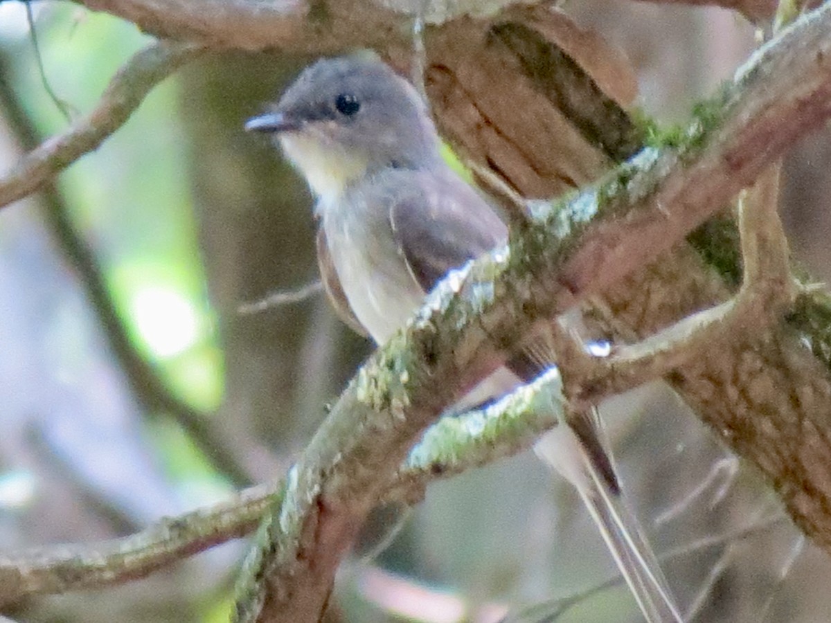 Eastern Phoebe - ML637881281