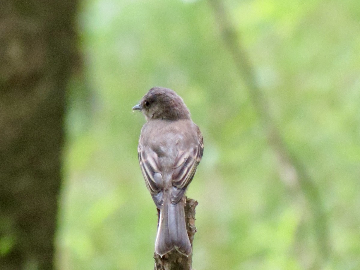 Eastern Phoebe - ML637881282