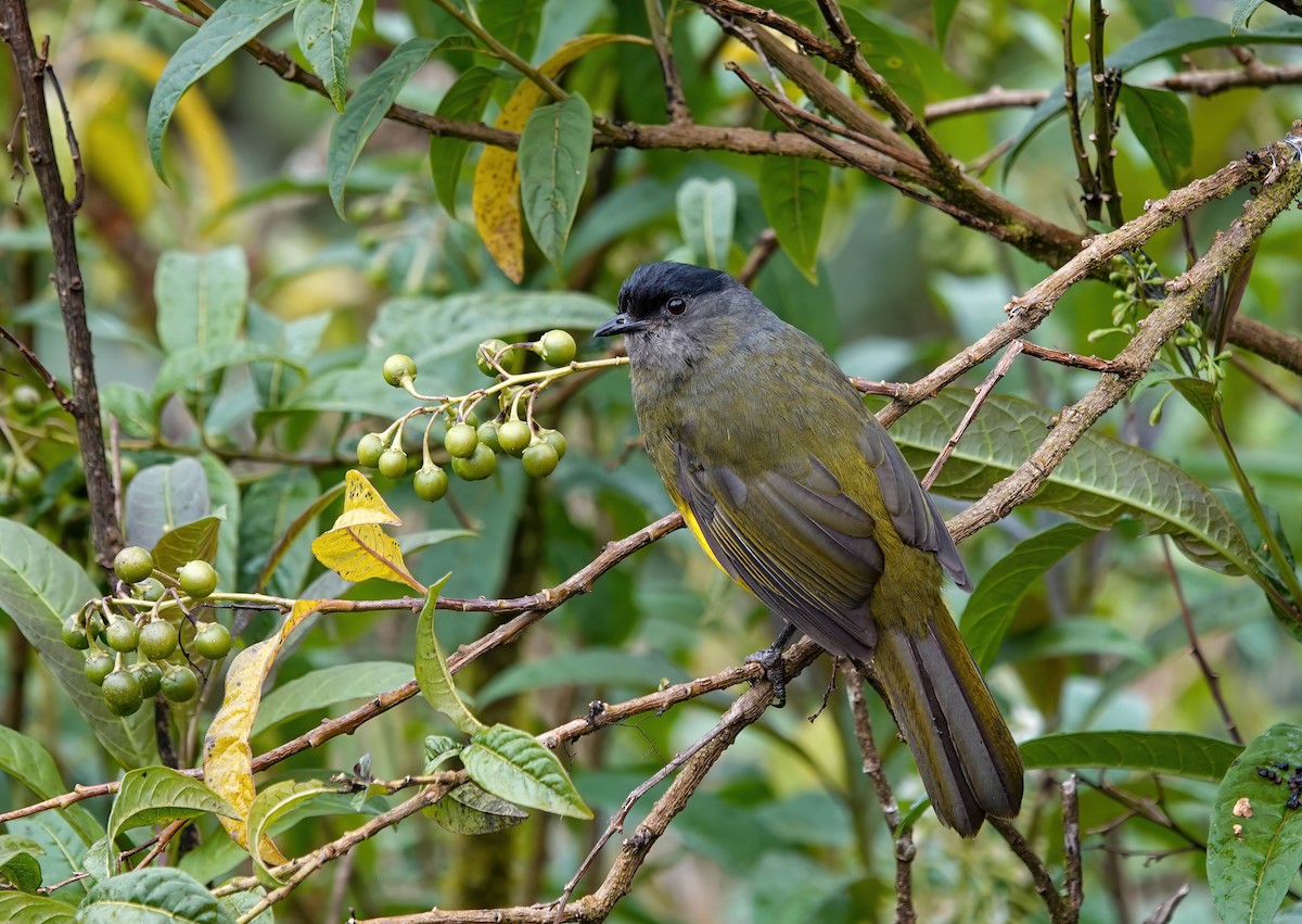 Black-and-yellow Silky-flycatcher - ML637881326