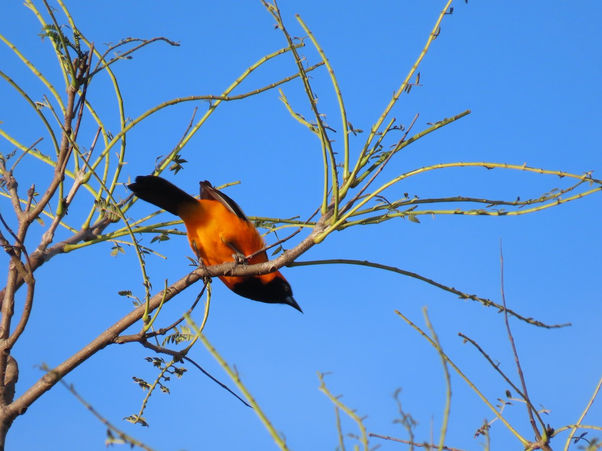 Orange-backed Troupial - ML637881328
