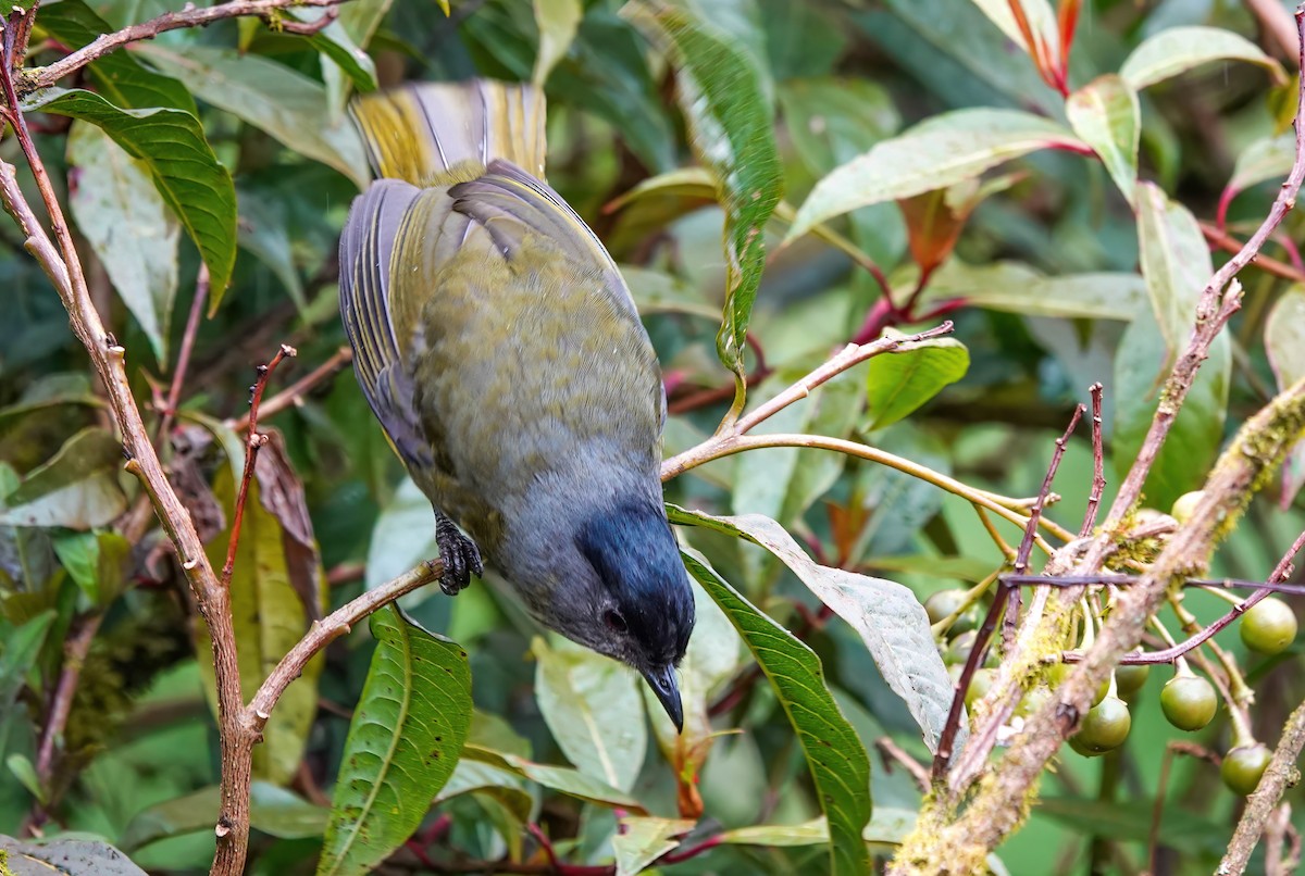 Black-and-yellow Silky-flycatcher - ML637881343