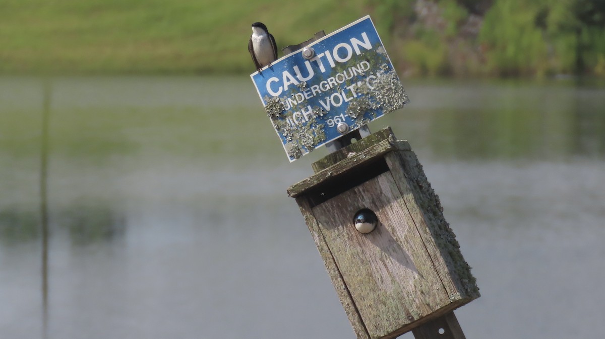 Tree Swallow - ML637881377