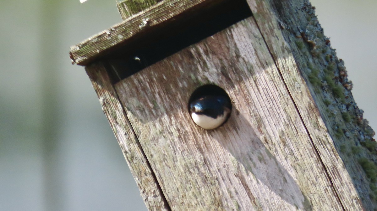 Tree Swallow - ML637881379