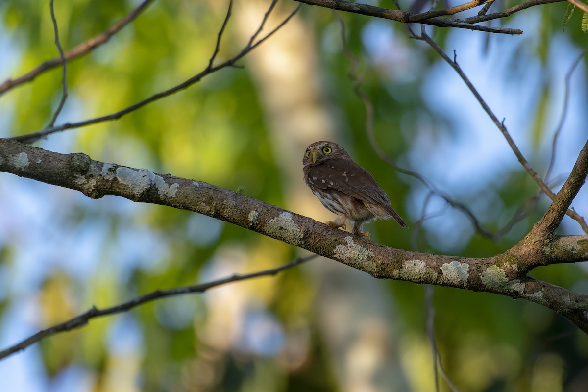 Ferruginous Pygmy-Owl - ML637881383