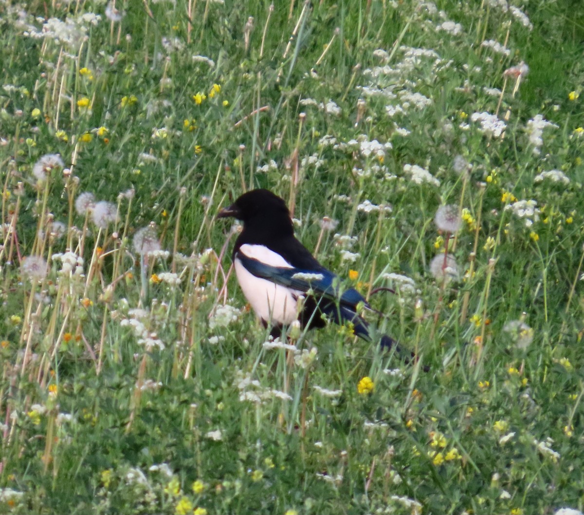Eurasian Magpie - ML637881410