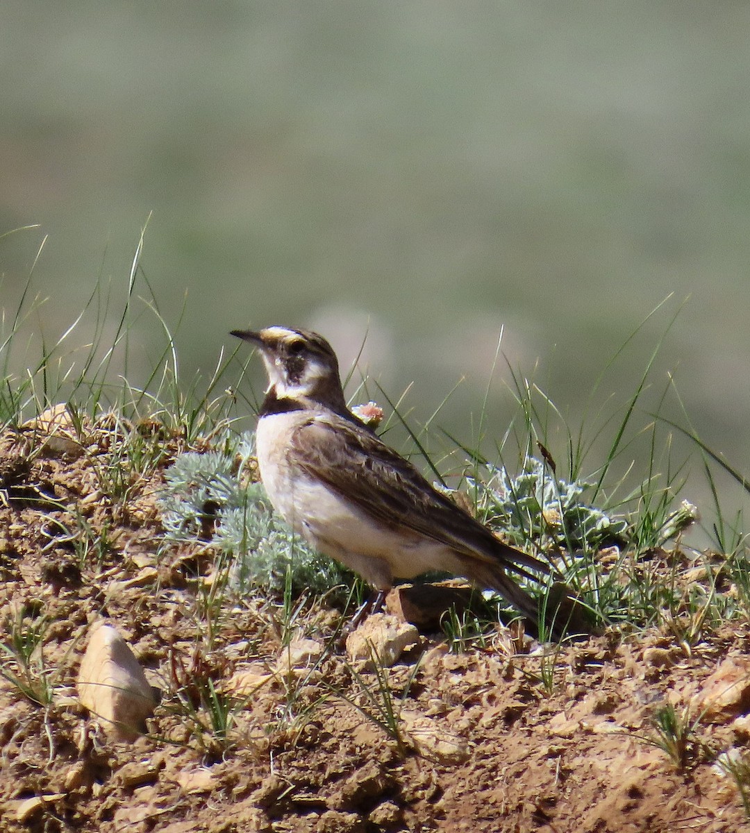 Horned Lark - ML637881422